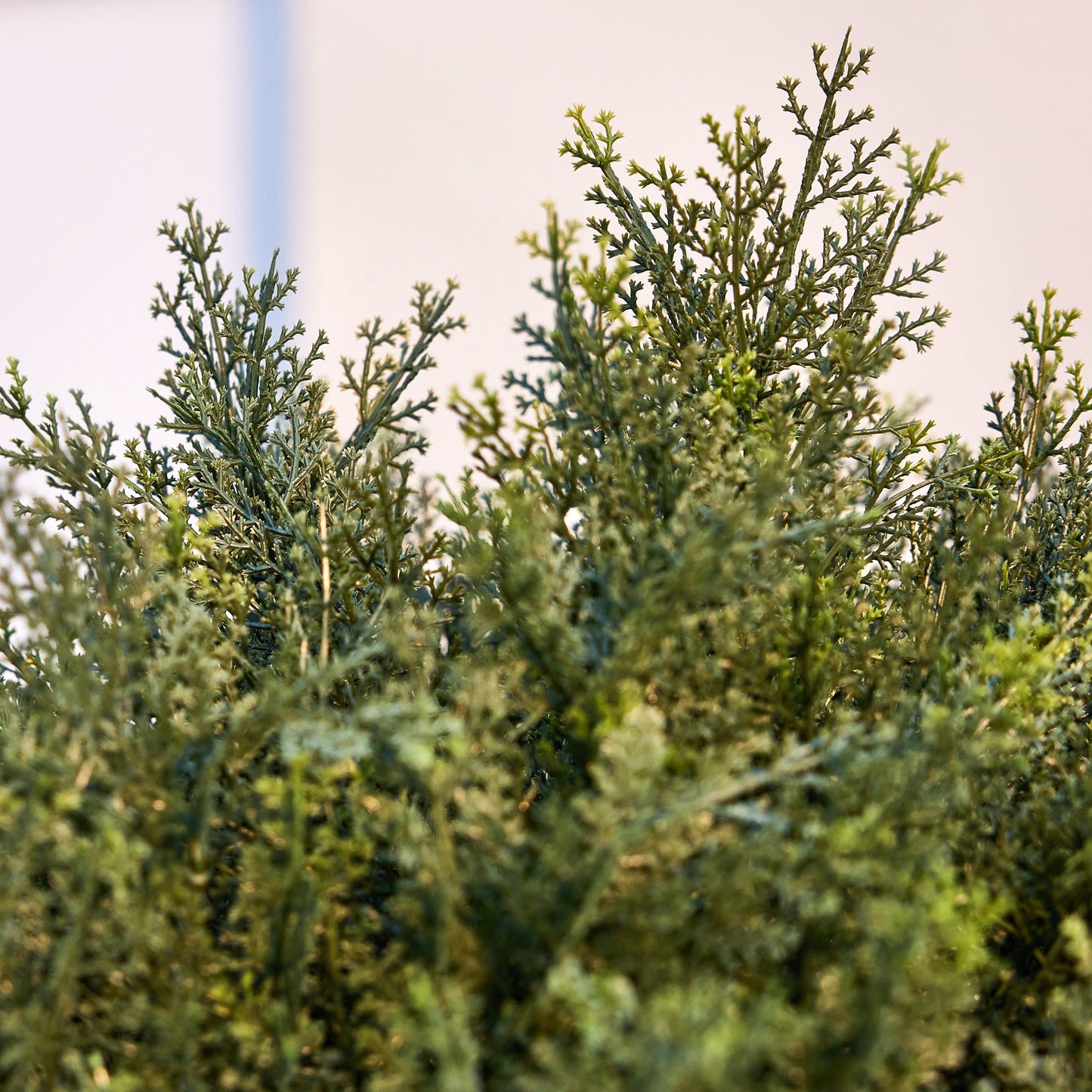 DR.Planzen Artificial 2 Pack 16 in Topiary Ball Trees, UV Resistant Faux Cedar Plants, Faux Cypress Evergreen Shrub Bush with 10.6in Twist-On Stake - For Front Porch Patio Garden Yard Outdoor Decor